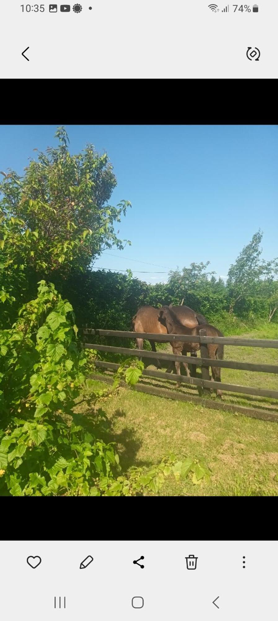 Charming Country Homestead Kilkenny Exterior foto